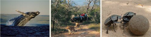 Sea, safari, trekking Sea, safari, trekking